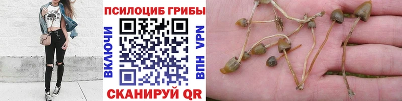 Галлюциногенные грибы GOLDEN TEACHER  Краснокаменск 
