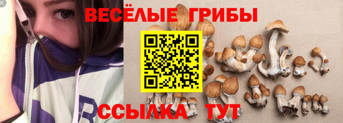 Псилоцибиновые грибы Psilocybine cubensis Краснокаменск